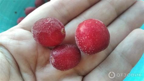 Отзыв о Клюква "4 сезона" быстрозамороженная | Крупные, спелые ...