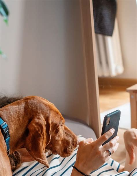 Dog Ear Wax Color Chart: Types, Meanings & Treatment - PetLab Co