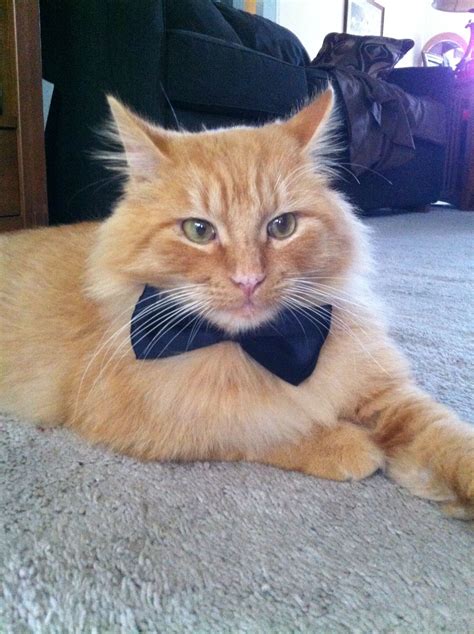 Cats in Bow Ties | Cute and Stylish Feline Fashion