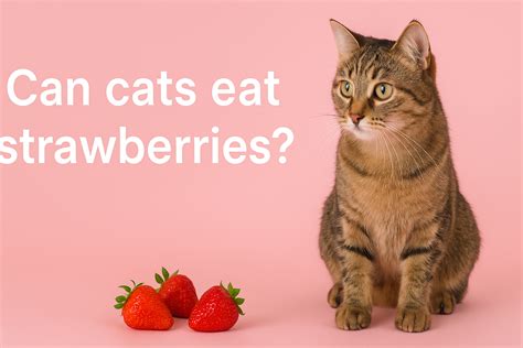 Can Cats Eat Strawberries? - CatPedia