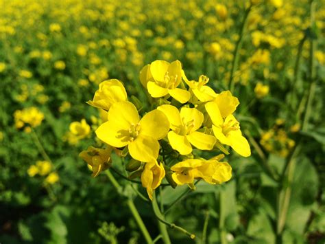 Mustard greens - Brassica juncea - Health Benefits