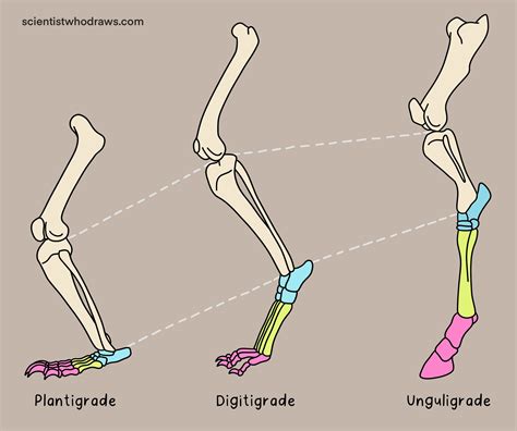 Pug Marks — Scientist who draws