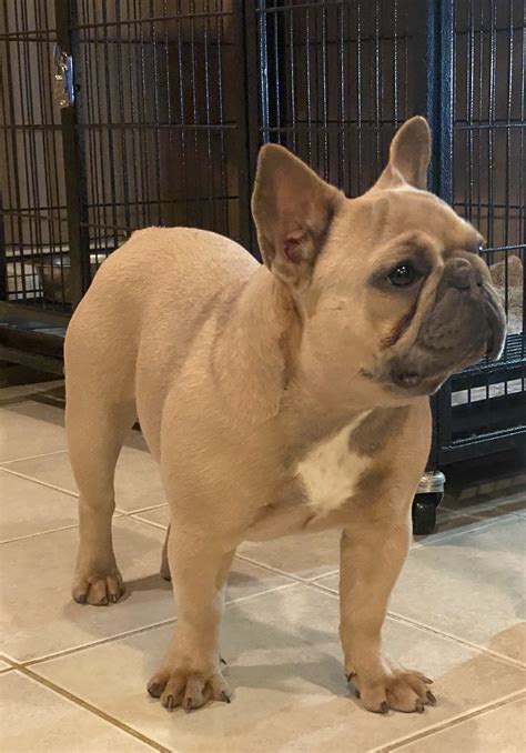 French Bulldog West Coast