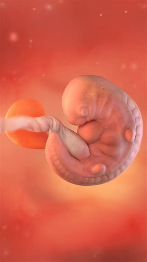 Utero Gravido Com 6 Semanas Gravida De 6 Semanas Utero Alto Fechado