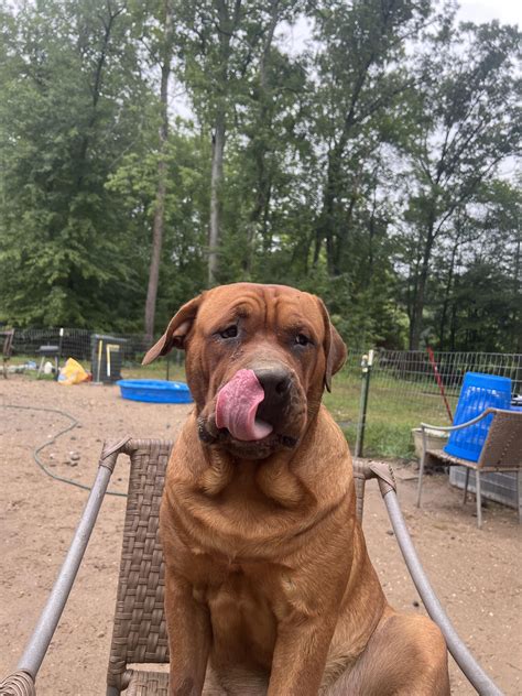 2 phots of 3 out of 4 of my boys. guess the breed : r/Animals