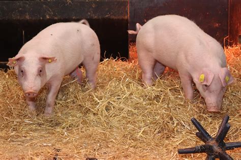 Researchers create pigs resistant to Classical Swine Fever - Pig Progress
