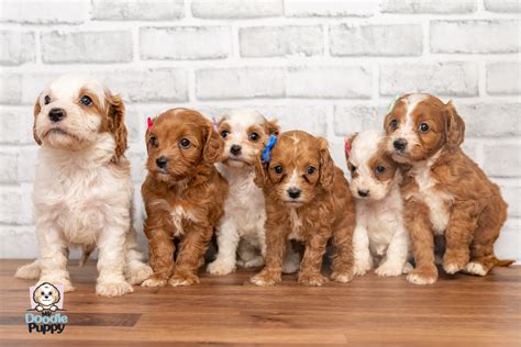White Cavapoo Puppies
