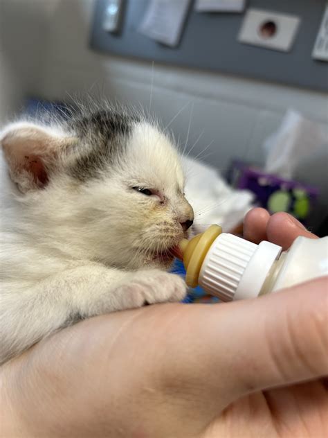 Windham County Humane Society - Brattleboro, VT