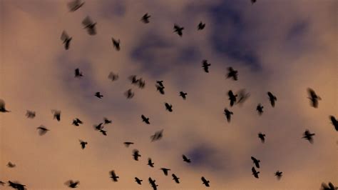 Where It Isn't Christmas Until the City Shoots Lasers at 20,000 Crows ...