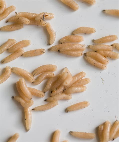 How to get rid of maggots in the house – 5 simple steps | Homes and Gardens