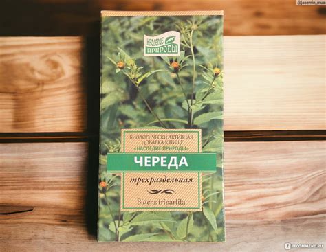 Лекарственные травы Череда - «Эффективен ли настой череды для лечения ...