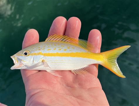 Wildlife Watching Wednesday: The Delicious Yellowtail Snapper — Global ...