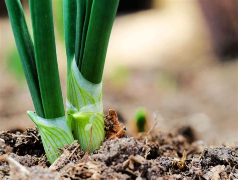 How to Grow Green Onions