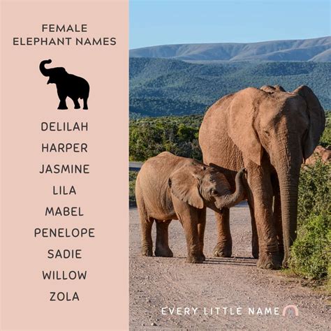 Cute Names For Elephants