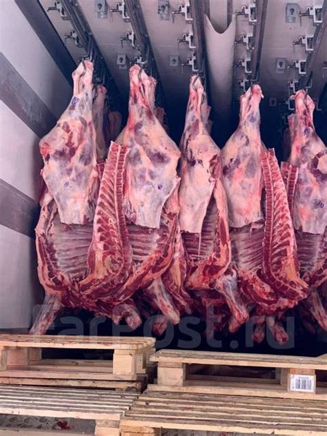 Мясо Говядина (Телятина) оптом полутуши, в наличии. Цена: 540₽ во ...