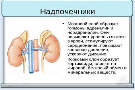 Надпочечники: симптомы заболевания у женщин