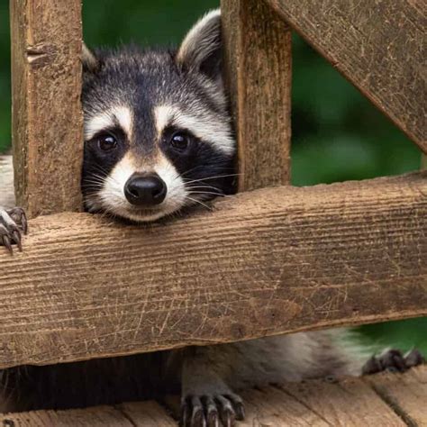 Raccoons attack by scratching or biting when they feel threatened