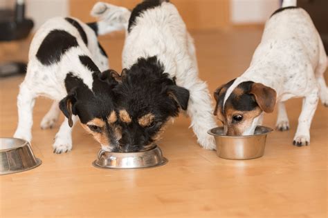 Food Aggression in Dogs - Whole Dog Journal