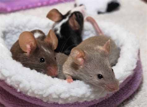 Mice - The Basics - Winnebago County Animal Services