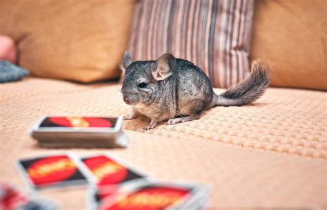 Are Chinchillas Nocturnal? Uncovering Their Sleep Patterns