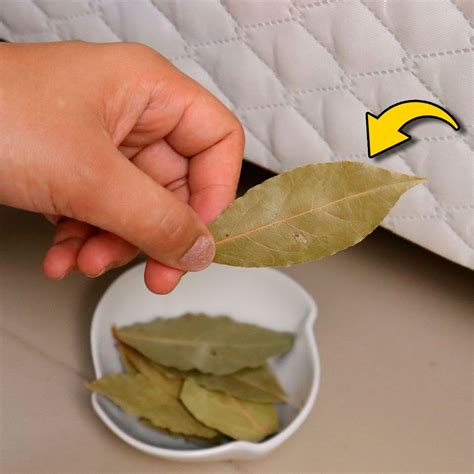 My Tips Book - Put 1 bay leaf under your bed 🌿 and watch what happens ...