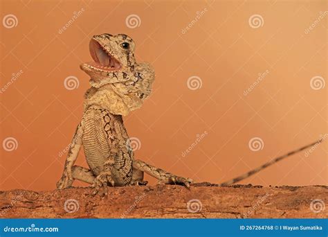 The Frilled Dragon Baby is Showing Aggressive Behavior. Stock Photo - Image of animal, africa ...
