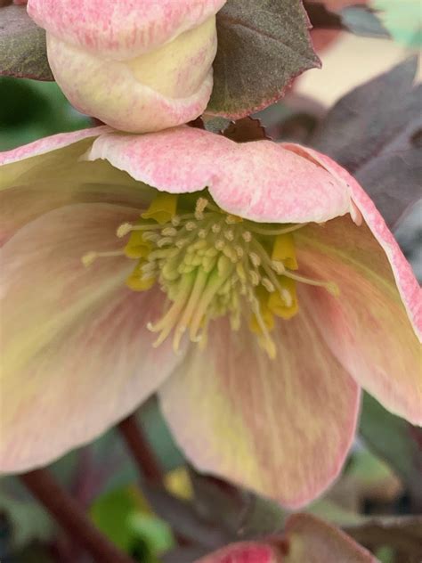 The Hanover Plant Farm Nursery and Garden Center – Hanover Vegetable Farm