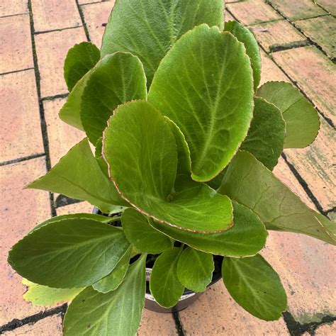 Bergenia 'Bressingham Ruby' 2L - Lushingtons