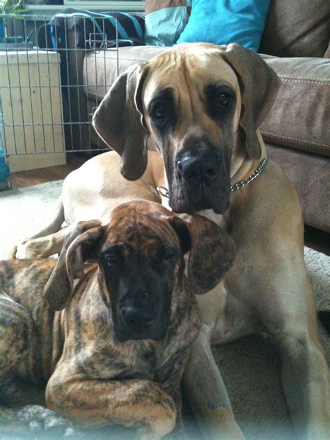 Mini great danes are they real – Artofit