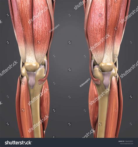Knee Joint Muscle Anatomy Skeleton Anterior 库存插图 1064529551 | Shutterstock