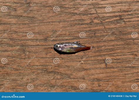 Neon Tetra Fish Died Due To Poor Water Quality I.e. Ammonia Poisoning Stock Photo - Image of ...