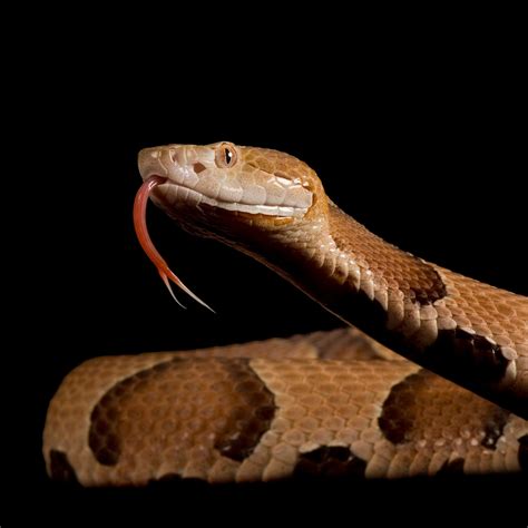 copperhead snake - copperhead snake venom - MWTV