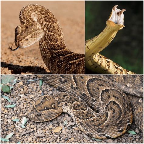 Puff Adders Missouri