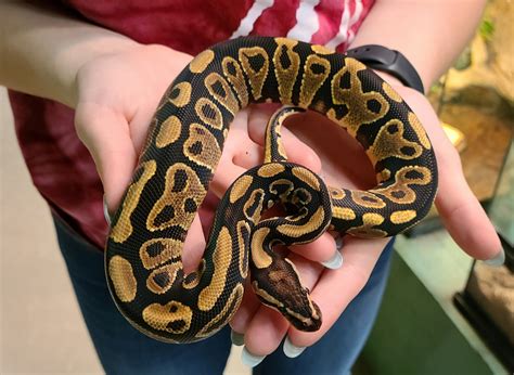 Banana Calico Yellow Belly Ball Python at Juliana Stclair blog