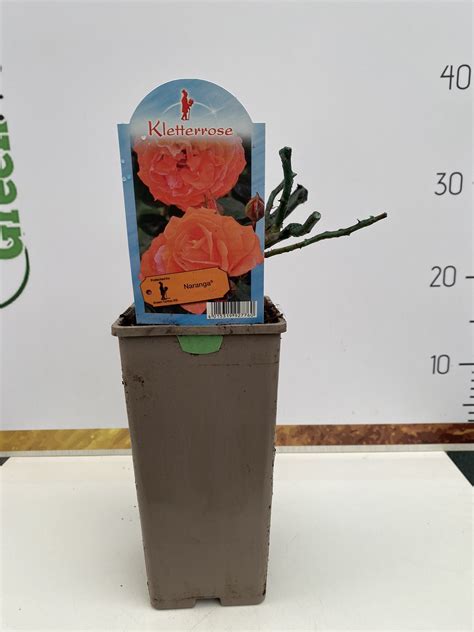 ΤΡΙΑΝΤΑΦΥΛΛΙΑ Rosa Naranga® Rosen Tantau ΑΡΩΜΑΤΙΚΗ – Green Mall