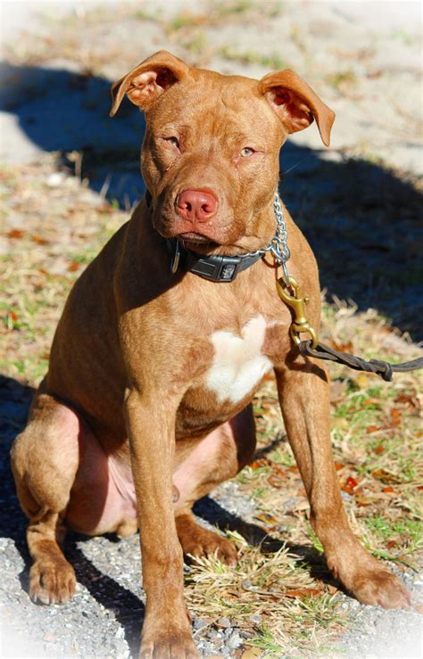 Red Nose American Pitbull Terrier Lab Mix
