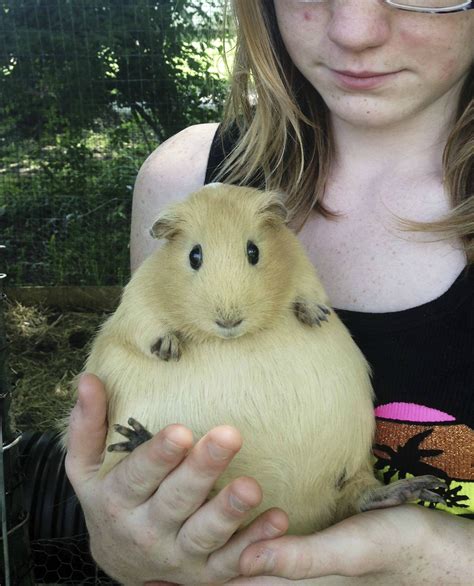 Pregnant Guinea Pig!! : r/AbsoluteUnits