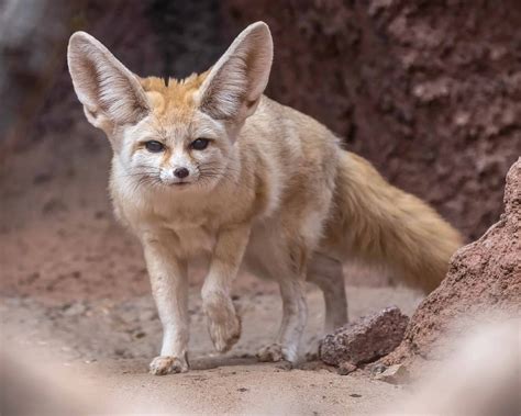 THE FENNEC FOX