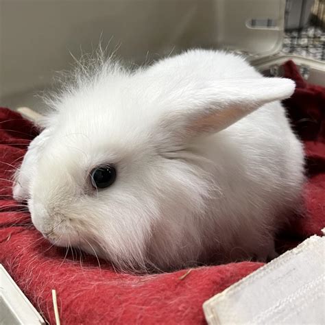 Hugo is available for adoption at Georgia House Rabbit Society