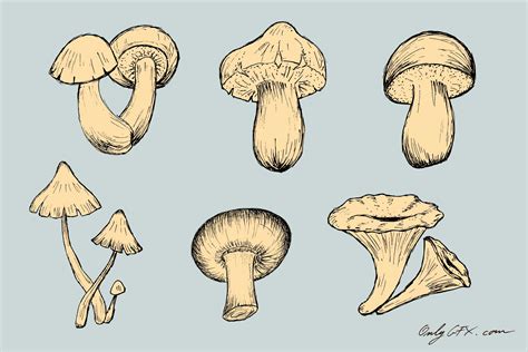 Mushroom Types Drawing at Lee Porter blog