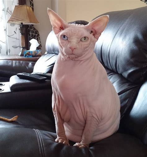 Sphynx Cat Sitting on Black Couch