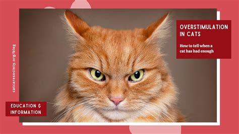 Overstimulation in Cats: Understanding “Aggressive” Behavior and Finding Solutions | Cat Care ...