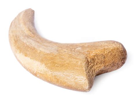 Коготь динозавра Alxasaurus sp.
