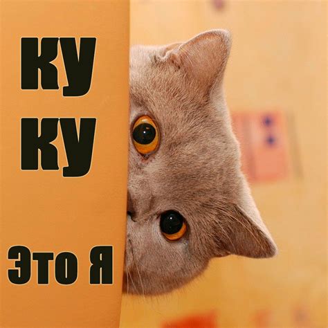 Ку-ку картинки смешные и прикольные