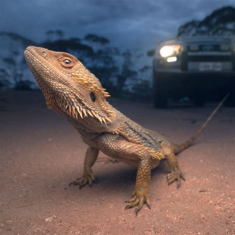 Spiritual Meaning of Lizard Crossing Your Path - Awakening State