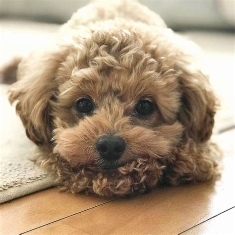 Easiest Dog Breed to House Train - Poodle | Cute dogs and puppies ...