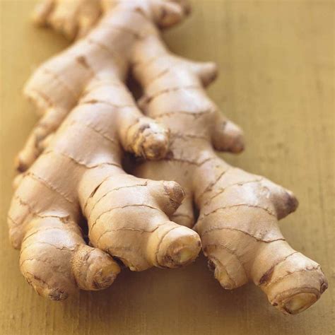 Ginger Root Plant How To Grow