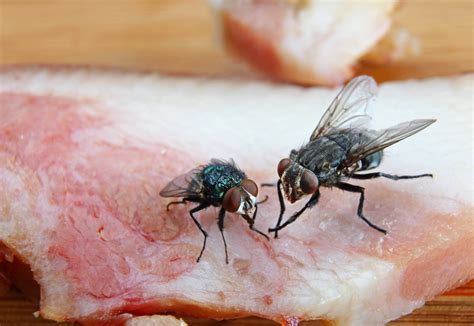Flies On Food