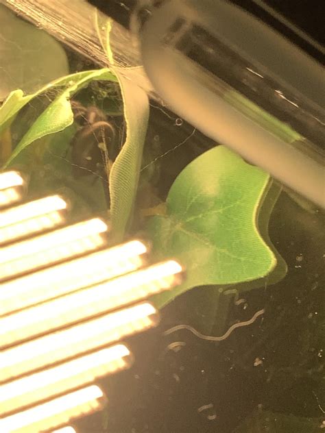 Is my jumping spider molting? : r/jumpingspiders