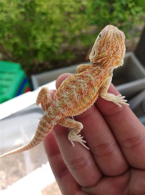 Baby bearded dragon – Artofit